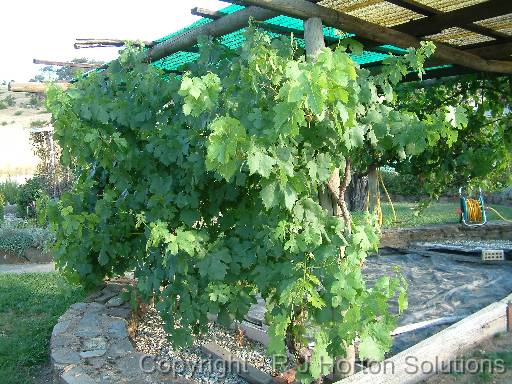 Grape vine 